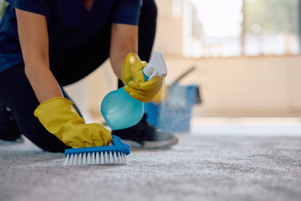 Close up of professional cleaner using brush while cleaning stains on the carpet.
